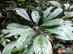 Discoclaoxylon hexandrum