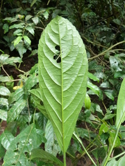 Discoclaoxylon hexandrum