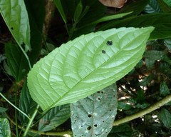 Discoclaoxylon hexandrum