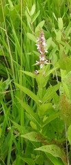 Stachys tenuifolia