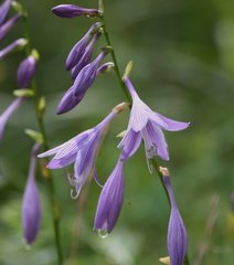 Hosta sieboldii