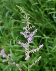 Astilbe microphylla