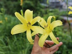 Hemerocallis citrina vespertina