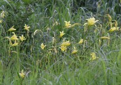 Hemerocallis citrina vespertina