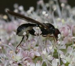 Sphegina