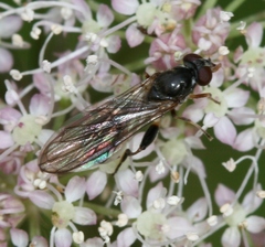 Sphegina