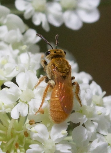 Viereck's Sweat Bee photo 3