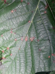 Physemocecis hartigi