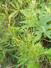 Aceria marginemvolvens