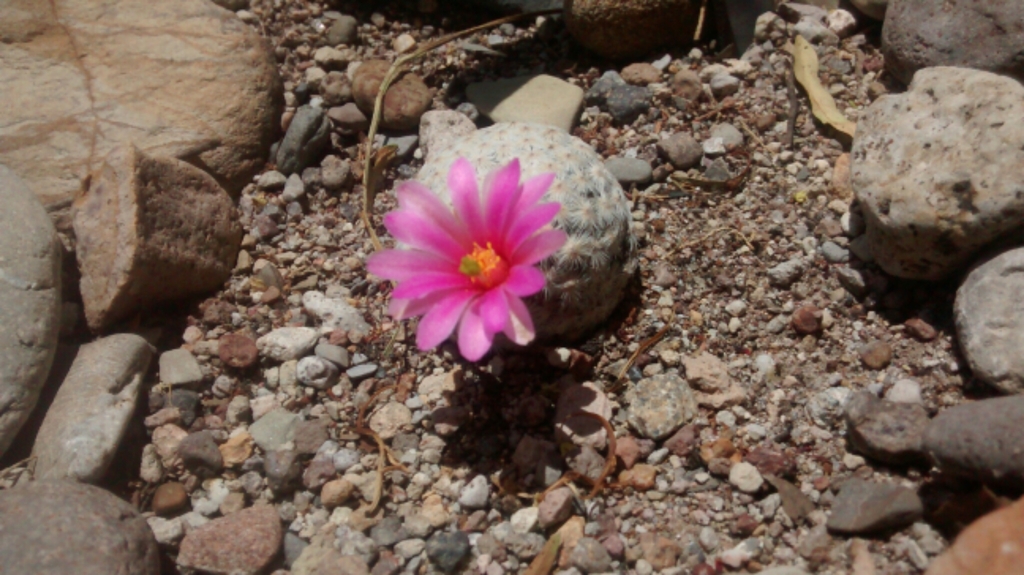 Mammillaria herrerae  iNaturalist