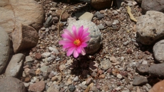 Mammillaria herrerae