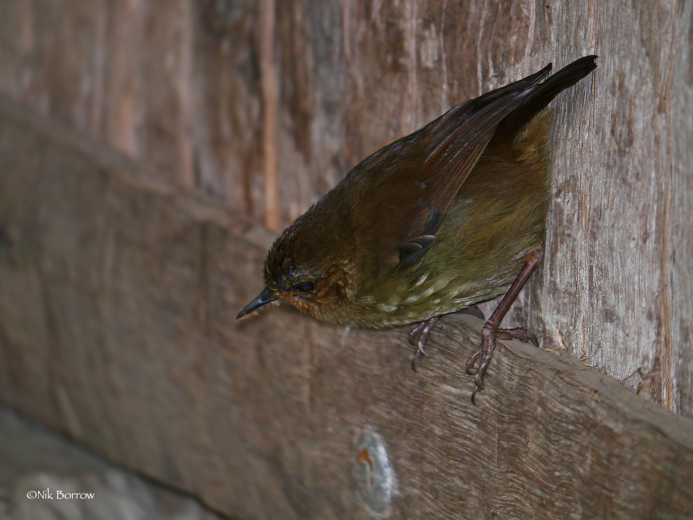 Large Scrubwren