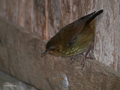 Large Scrubwren photo 1