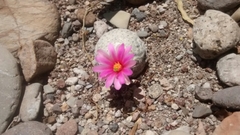 Mammillaria herrerae