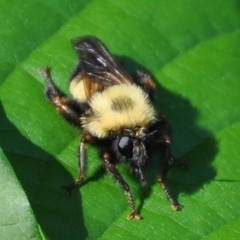 Laphria thoracica
