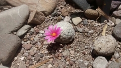 Mammillaria herrerae