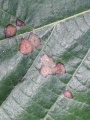 Physemocecis hartigi