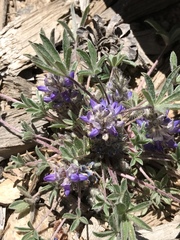 Lupinus brevicaulis