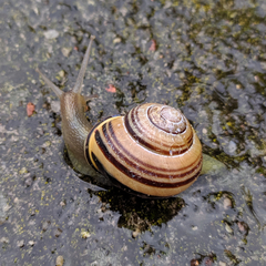Cepaea nemoralis