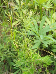 Aceria marginemvolvens