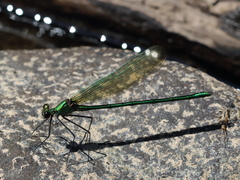 Calopteryx angustipennis
