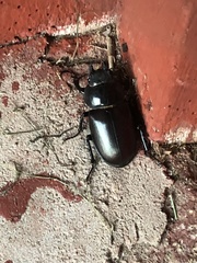 Lucanus cervus