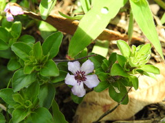 Dyschoriste microphylla