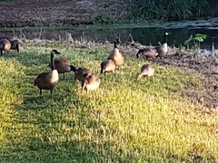 Branta canadensis