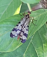 Panorpa meridionalis