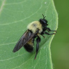 Laphria thoracica