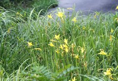 Hemerocallis citrina vespertina
