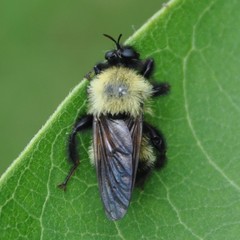 Laphria thoracica