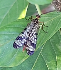 Panorpa meridionalis