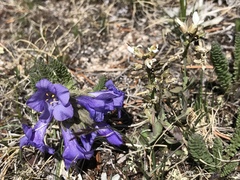 Polemonium viscosum