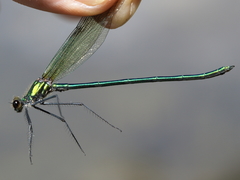 Calopteryx angustipennis