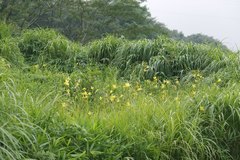 Hemerocallis citrina vespertina
