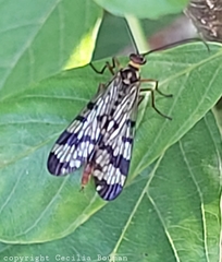 Panorpa meridionalis