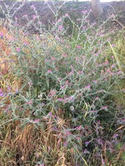 Echium judaeum