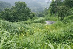 Hemerocallis citrina vespertina