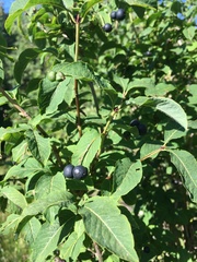Lonicera nigra