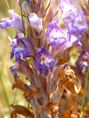 Phelipanche arenaria