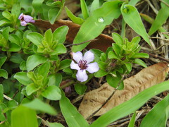 Dyschoriste microphylla