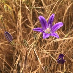 Brodiaea elegans elegans