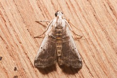 Acrobasis tumidulella