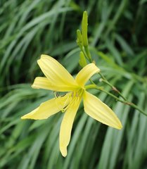 Hemerocallis citrina vespertina