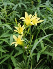 Hemerocallis citrina vespertina