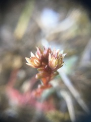 Sedum atratum