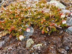 Harrimanella hypnoides