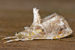 Glaphyria basiflavalis