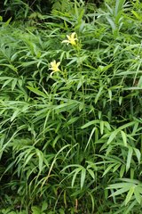 Hemerocallis citrina vespertina